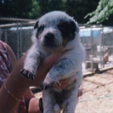 4-4-00 litter