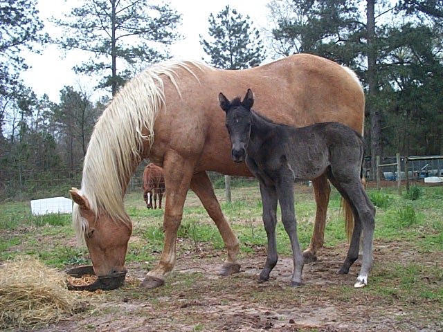 High filly 2003