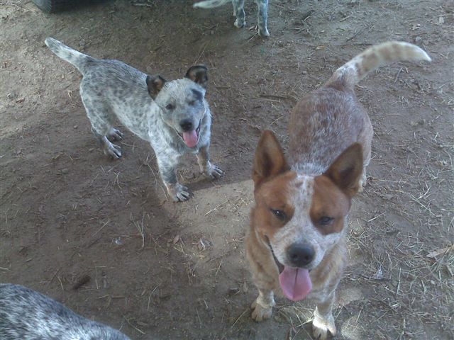 Crush X Tyalor pup