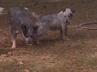 Crush X Tyalor pup