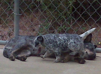 Crush X Tyalor pup
