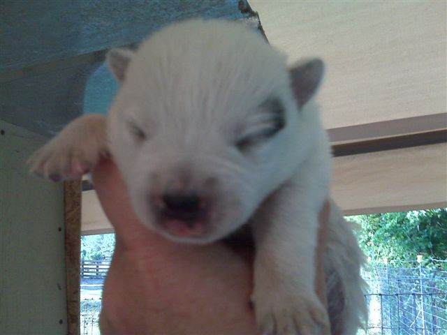 Crush X Tyalor pup