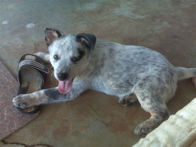 Crush X Tyalor pup