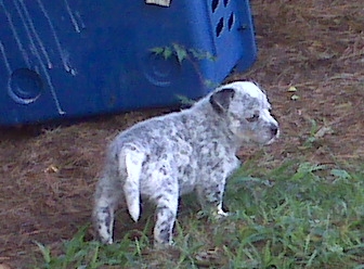 Crush X Tyalor pup