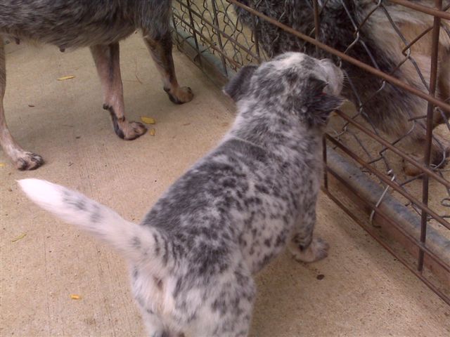 Crush X Tyalor pup