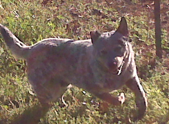 Hairy run n play