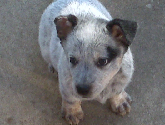 Crush X Tyalor pup