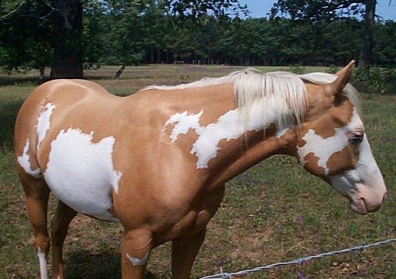 Zip filly-2006