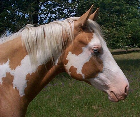 Zip filly-2006