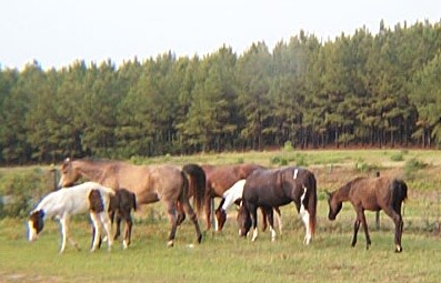 Timber Ranch broodband
