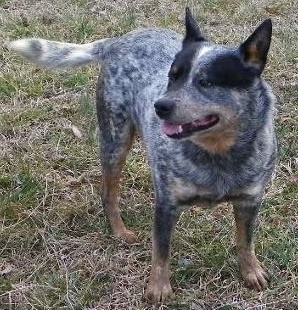 Huey