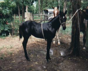 Jack in 1996, as a weanling