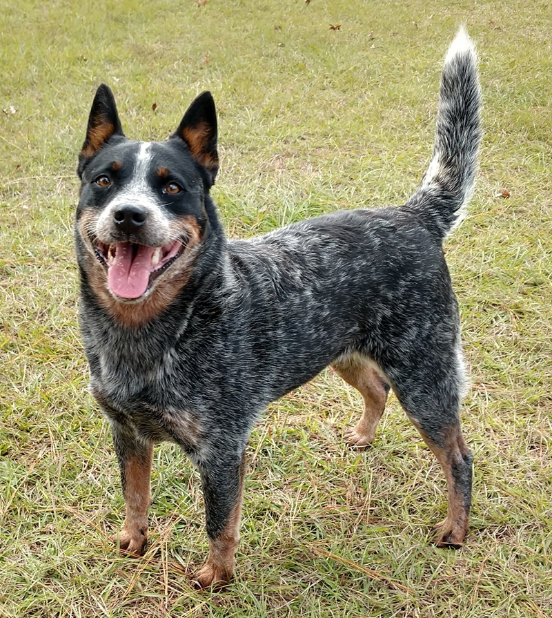 Jet