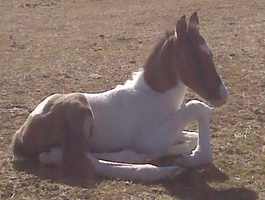 Dirty Flirt colt 2010
