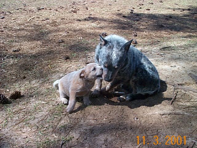 Keo and pup