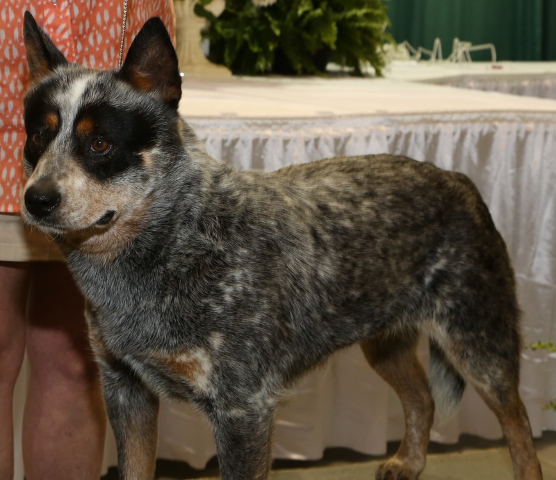 Kissi 2015