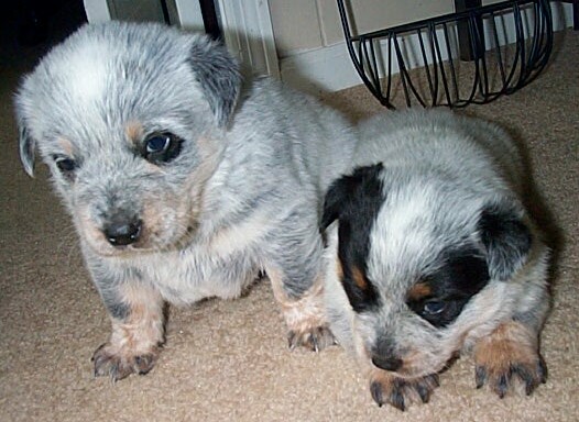 Lovey x Leo puppies