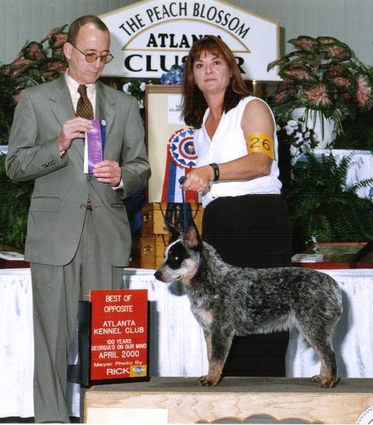 Best of Winners at Newnan Kennel Club