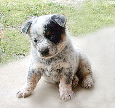 Fruitcake as a puppy