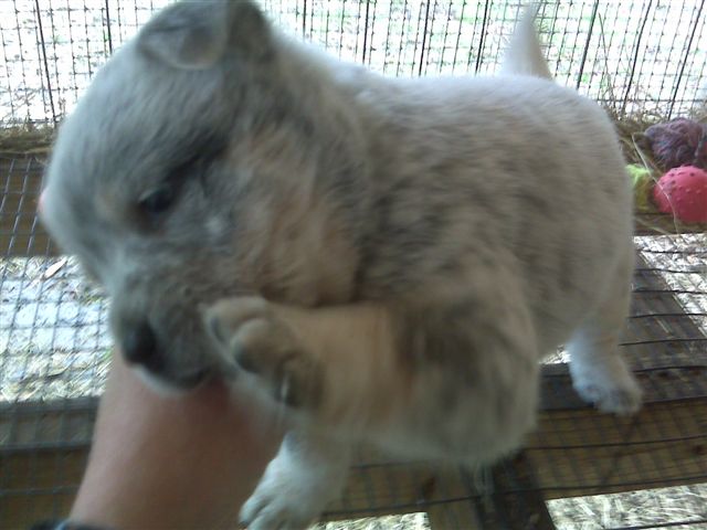 Hairy Dawg x Madonna litter 2-4-10