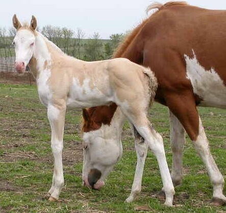 Max filly-weanling