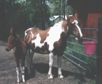 Rose a baby mule