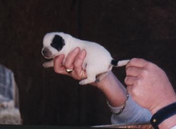 4-4-00 litter