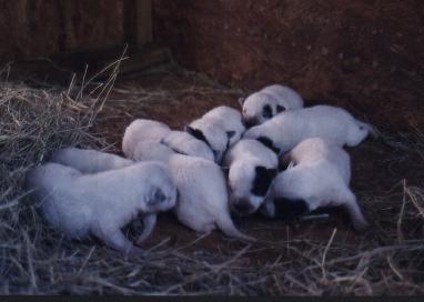 4-4-00 litter