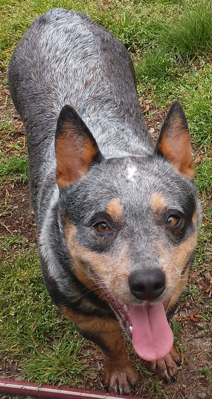 Opie