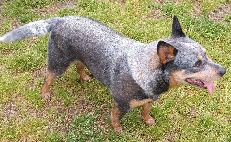 Opie