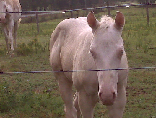 Blondie X Sky foal 2008