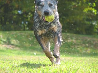 Pip