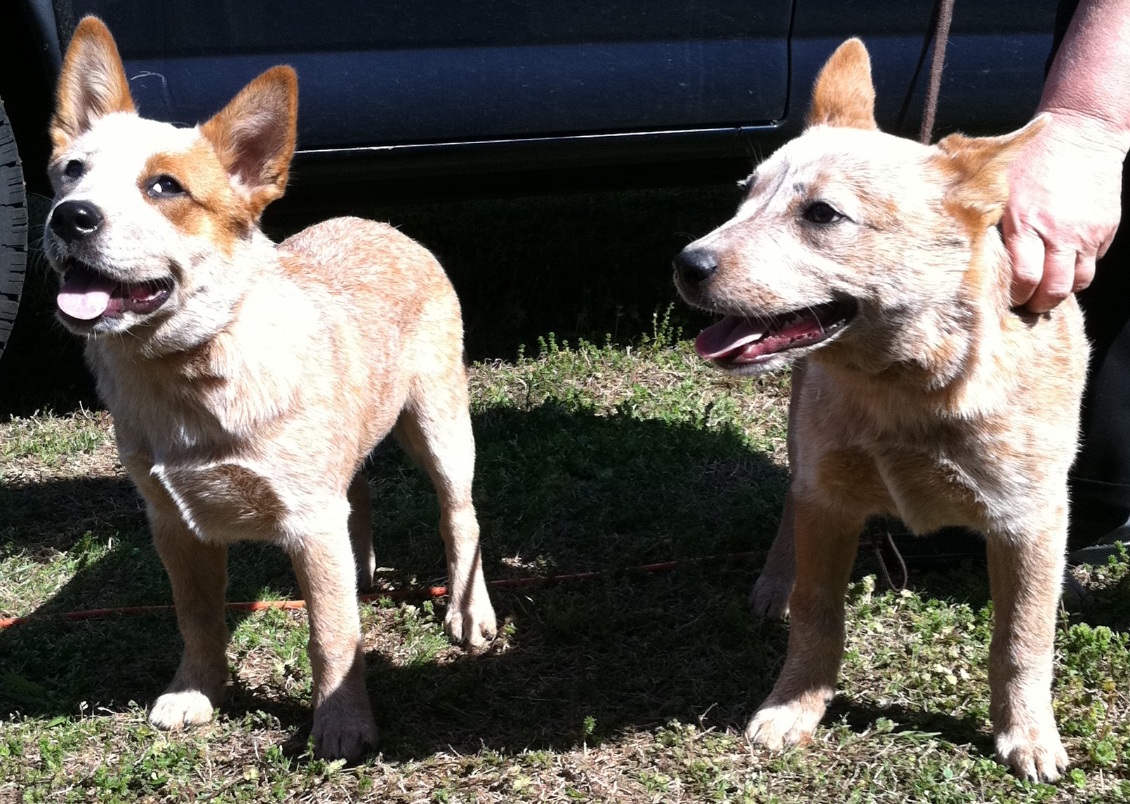 Rhetta 4-2-11
