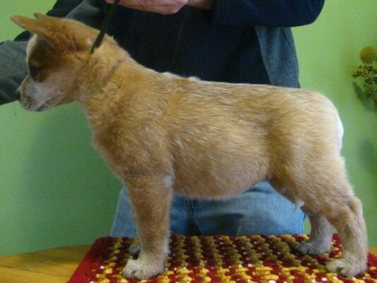 Red female 1-30-11
