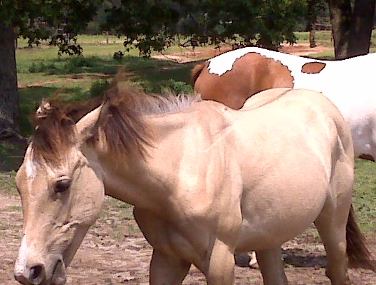 Sandi May 2008