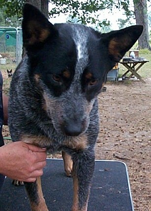 Serra May 2007
