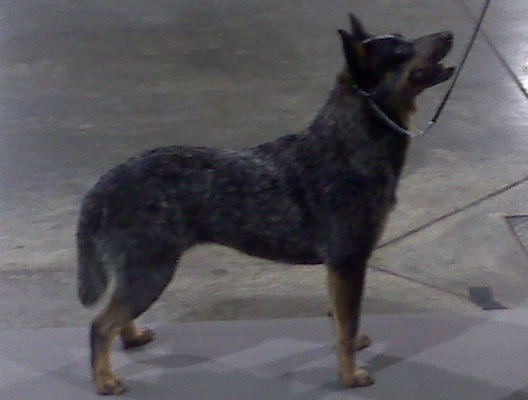 Serra 2008