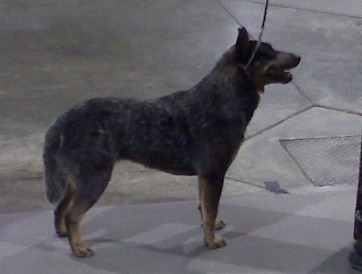 Serra 2008