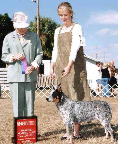 Winners Bitch at Manatee Kennel Club