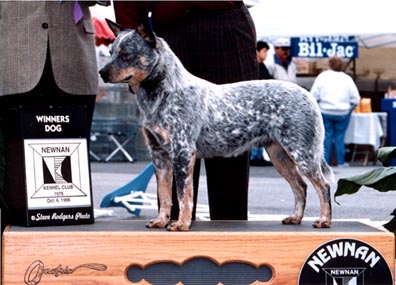 blue heeler show dog