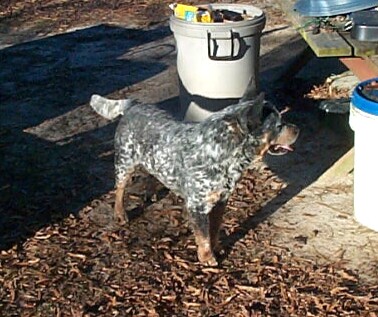 Tank