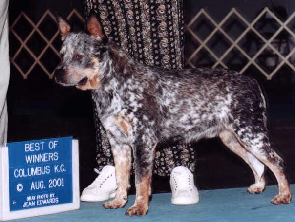 best blue heeler breeders