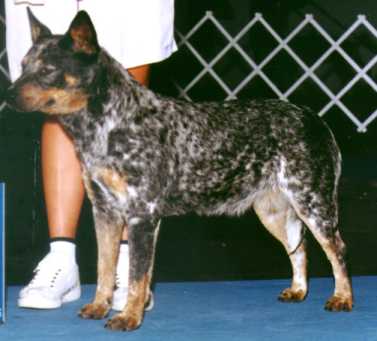 blue heeler kennels