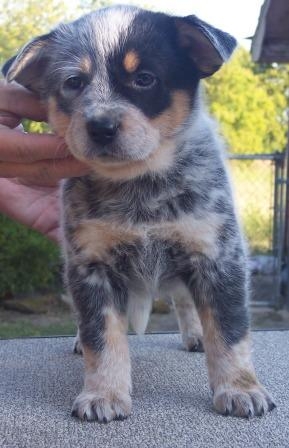 Ga X Sky bitch pup