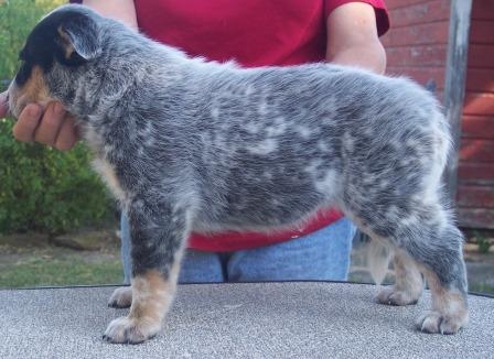 Ga X Sky bitch pup