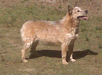 Champion Roan Creek Spec O Tucker at Timber Kennels 2010
