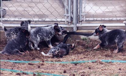 tug-o-war