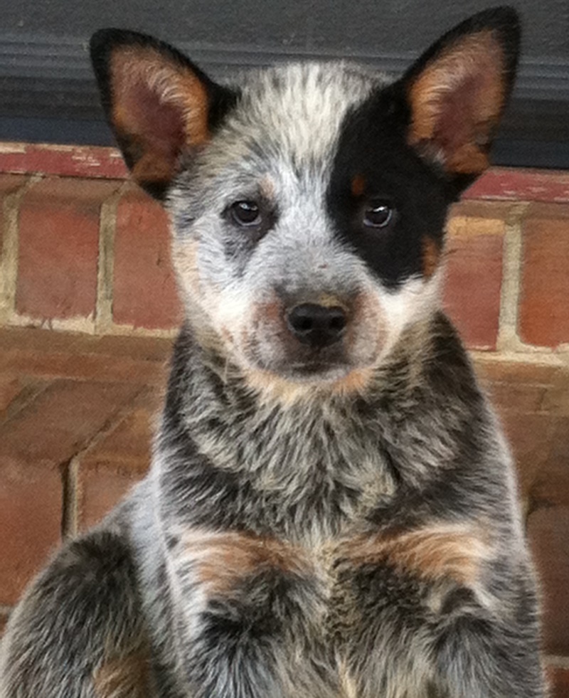 Manny x Jet puppy