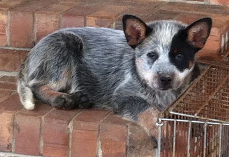 Manny x Jet puppy