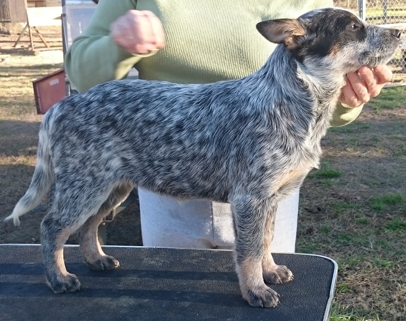 George x Vanna puppy